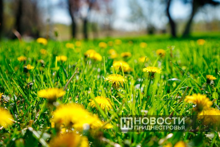 3 мая в Приднестровье будет по-летнему жарко