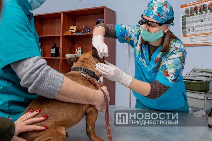 Александр Коршунов поздравил ветеринаров с профессиональным праздником 