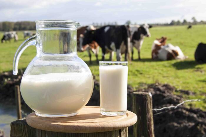 Более 40 организаций и фермерских хозяйств получают дотации от государства за молоко