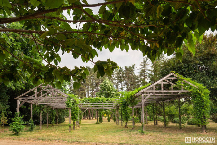 Ботанический сад за 7 лет передал для озеленения районов более 35 тысяч саженцев деревьев и кустарников