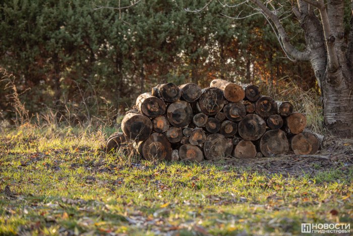 Для социально незащищенных категорий граждан организуют заготовку дров на зиму