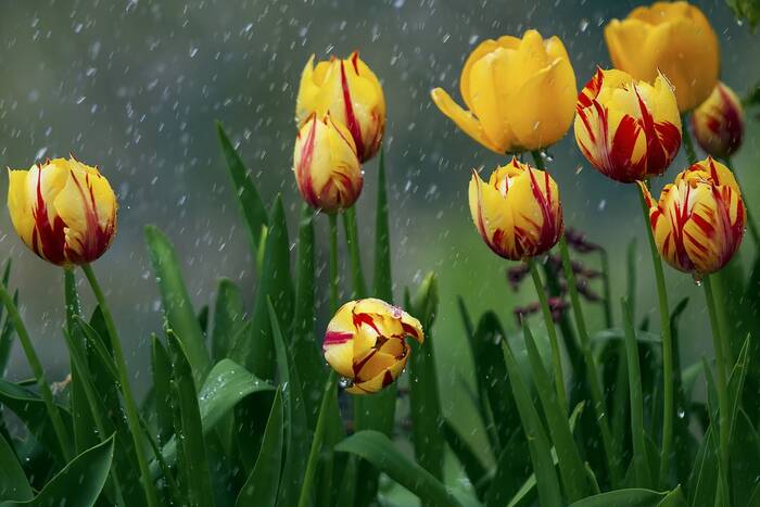 Дожди с грозами прогнозируют синоптики на 28 апреля