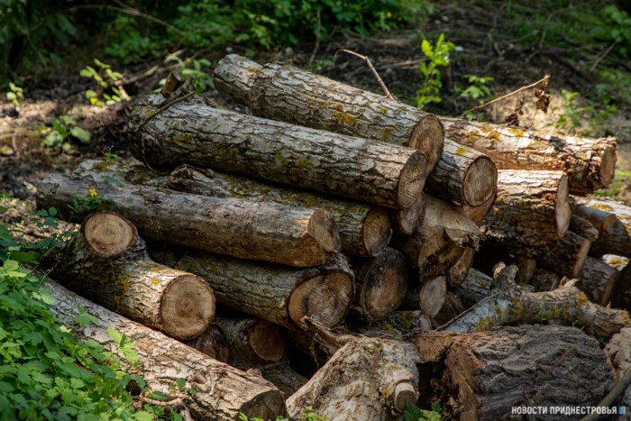 Двое жителей Рыбницы предстанут перед судом за незаконную вырубку деревьев