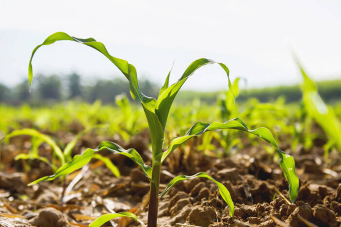 Минсельхозприроды ПМР: Посевные площади под кукурузу увеличены на 10%