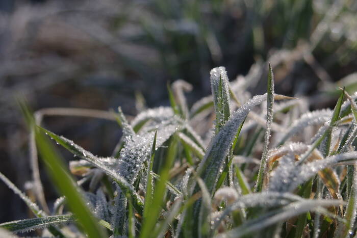 Ночью и утром в субботу – заморозки на почве до -2°С