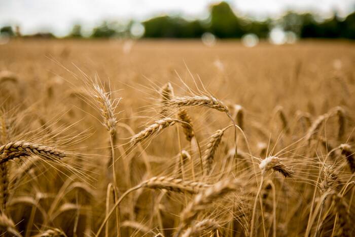 Правительство: Республика будет обеспечена зерном и посевным материалом