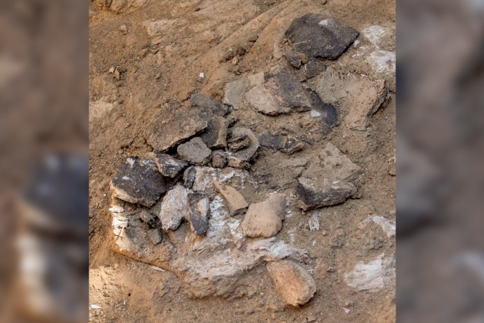 Приднестровские археологи восстановили роговые навершия, найденные этим летом 