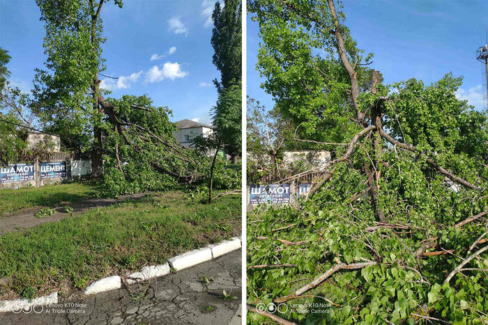 Сильный ветер в Бендерах, Слободзее и Григориополе повалил деревья и обломал ветви 