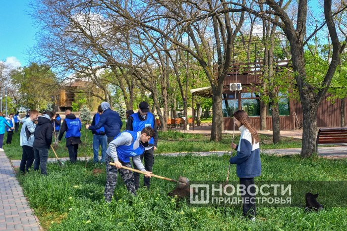 В дубоссарском парке Энергетиков высадили 30 клёнов