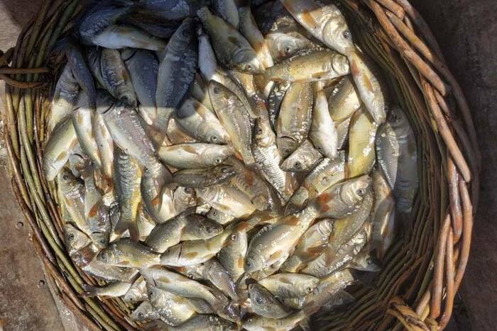 В этом году в водоёмы республики выпустили порядка 41 тонны рыбы 
