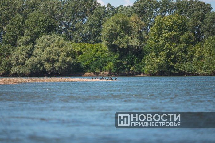 В Григориопольском районе спасли 7-летнего мальчика, едва не утонувшего в Днестре