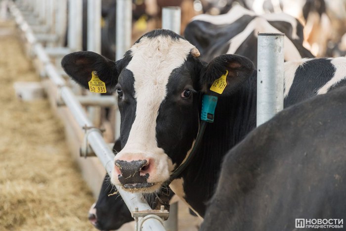 В I квартале животноводам выплатили 4,5 млн рублей «молочных дотаций»