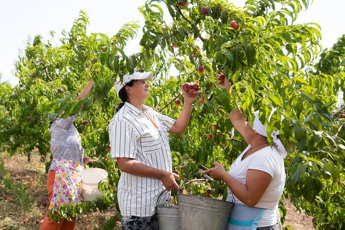 В Правительстве обсудили меры поддержки аграриев, выращивающих плодовые и овощные культуры