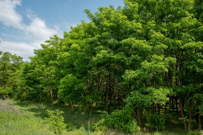 В Приднестровье намерены ввести принцип двукратного компенсационного озеленения