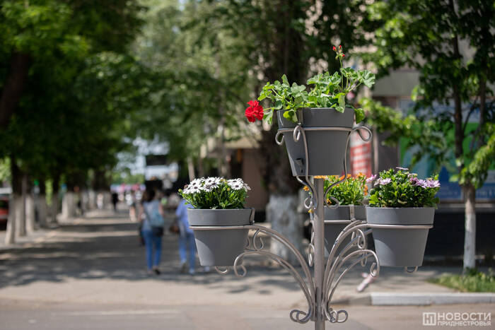 В городах Приднестровья растет количество вертикальных клумб