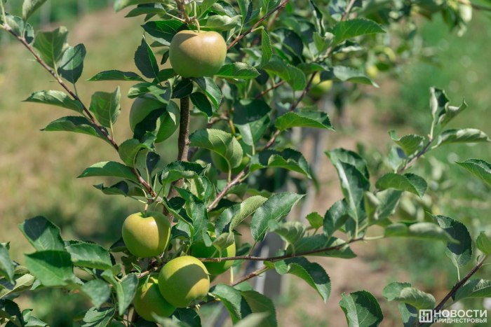 В Приднестровье введена сезонная импортная пошлина на яблоки