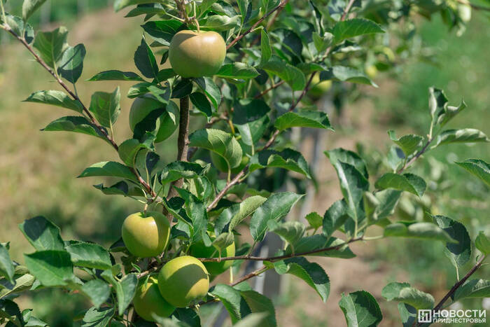 В Приднестровье вводят сезонную таможенную пошлину на импортные яблоки