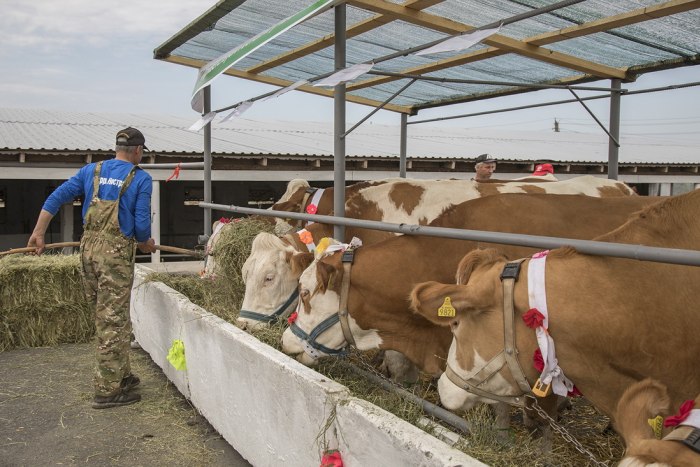 В Рыбницком районе выращивают симментальских коров