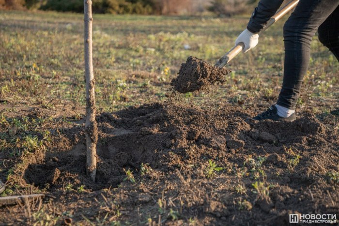 В Слободзейском районе планируют высадить более 4 тысяч кустарников и деревьев