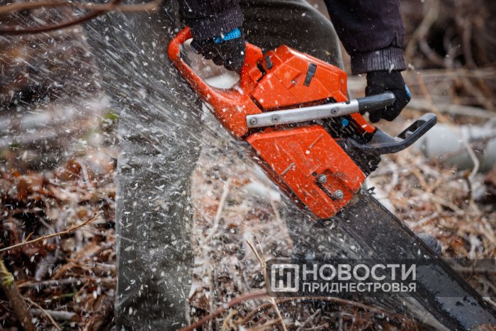 За незаконную рубку деревьев осуждены два жителя Рыбницкого района